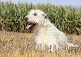 IRISH WOLFHOUND 122